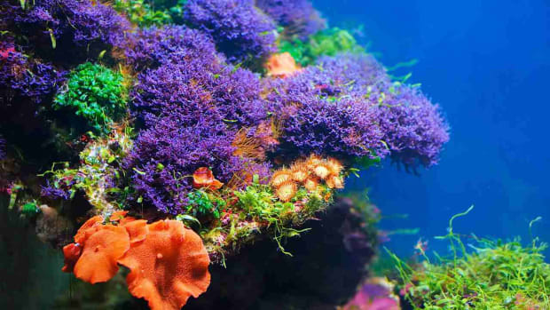 L. Do Corals Need to Eat? Promo Image