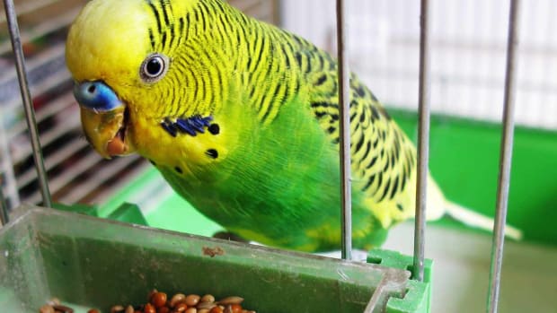 ZD. How to Quiet a Pet Bird Promo Image