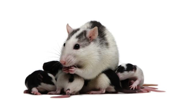 X. How to Care for a Pregnant Pet Rat Promo Image