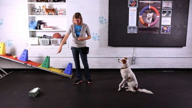 T. How to Teach Your Dog to Get a Tissue, Part 2 Promo Image