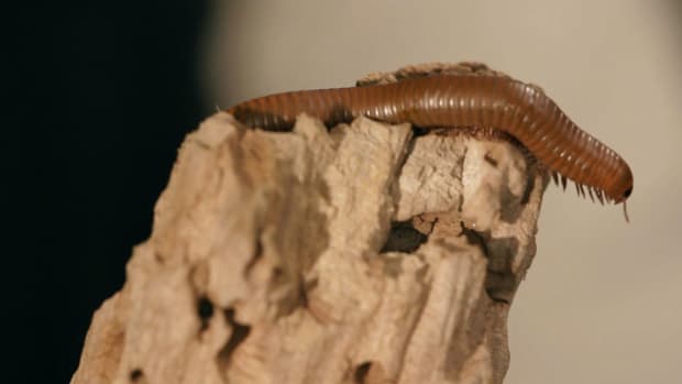 ZL. 9 Cool Facts & Care Tips for Florida Millipedes Promo Image