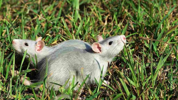 Z. How to Leash & Harness Train a Pet Rat Promo Image