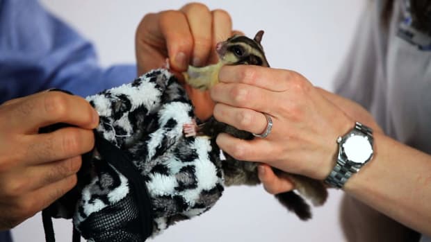 L. How to Keep a Sugar Glider Safe from Household Hazards Promo Image