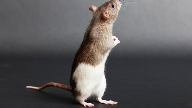R. How to Show a Pet Rat Promo Image