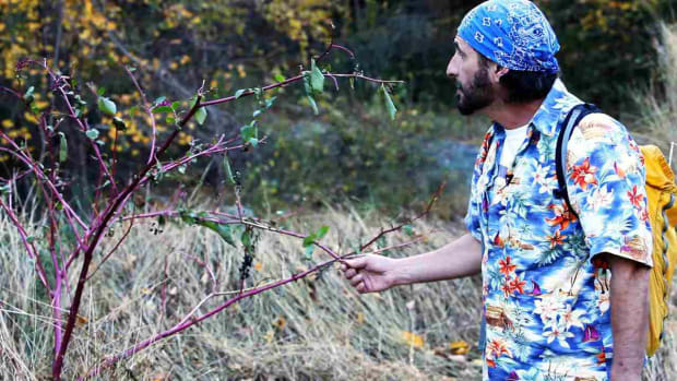 Q. How to Forage for Pokeweed & Mullen in the Wilderness Promo Image