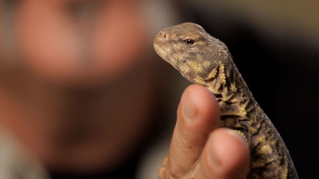 Y. 4 Care Tips for Uromastyx aka Spiny-Tailed Lizards Promo Image