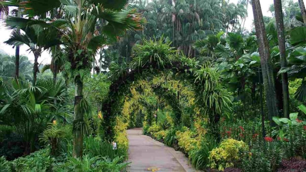 G. Visiting the Singapore Botanic Gardens Promo Image