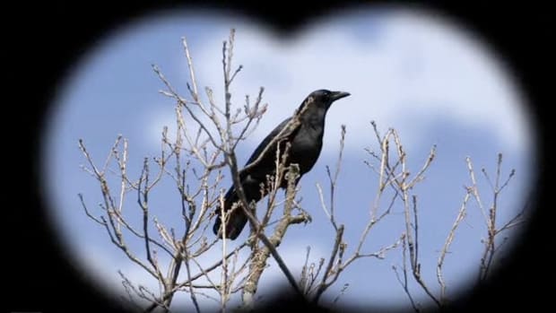 E. How to Identify Birds: The Common Crow Promo Image