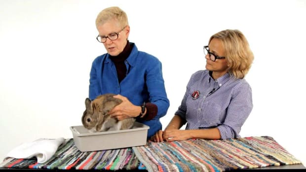 S. Do Pet Rabbits Need to Be Bathed? Promo Image