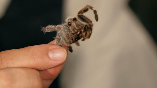 ZH. What You Need to Know about Tarantula Molting Promo Image