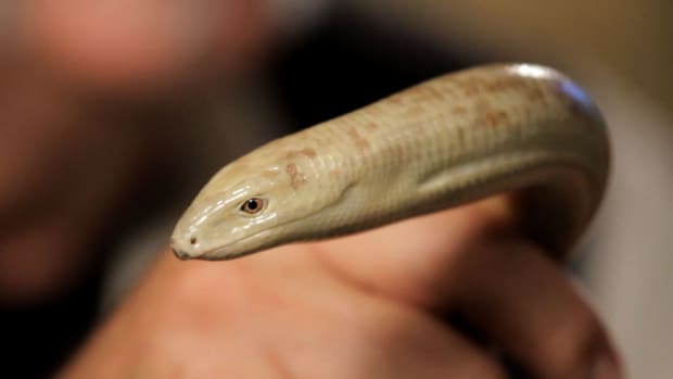 ZN. 3 Cool Facts about Legless Lizards Promo Image