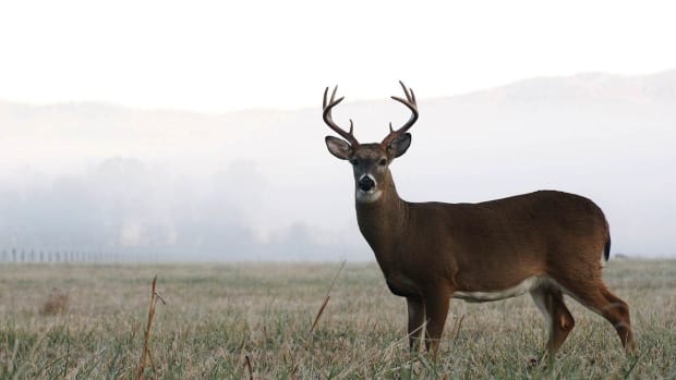 Z. 5 Deer Hunting Tips Promo Image