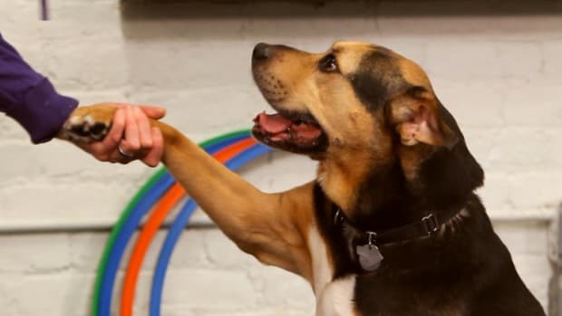 H. How to Teach Your Dog the Give Paw Trick Promo Image