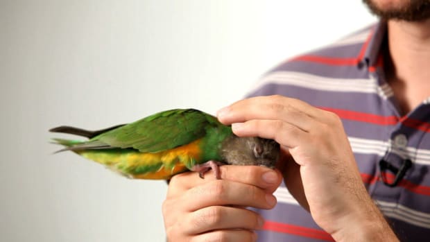I. How to Pet a Parrot Promo Image