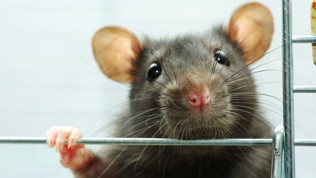 ZL. Pet Rat Rescue & Adoption Promo Image