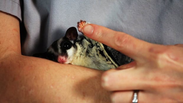 Q. How to Cut a Sugar Glider's Nails Promo Image