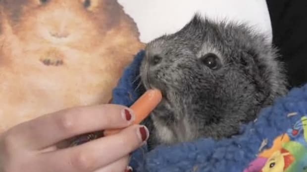 K. How to Care for a Pet Guinea Pig Promo Image