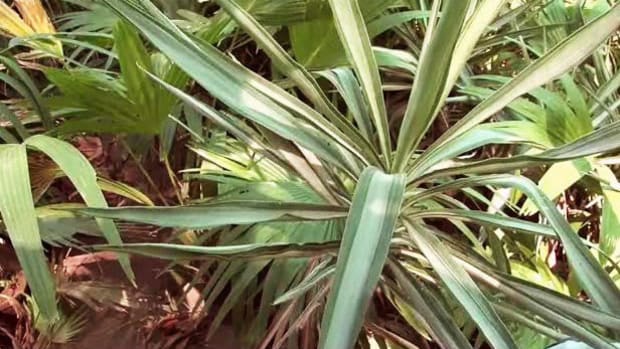 R. How to Prune a Yucca Plant Promo Image