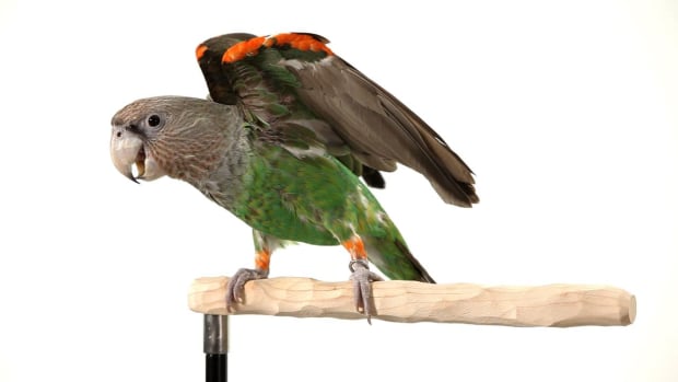 F. How to Clicker Train Your Parrot Promo Image