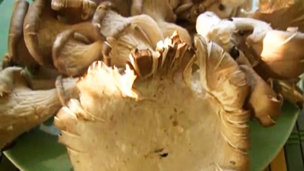 D. How to Grow Oyster Mushrooms Indoors Promo Image