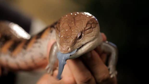 ZP. 6 Cool Facts about Blue-Tongued Skinks Promo Image