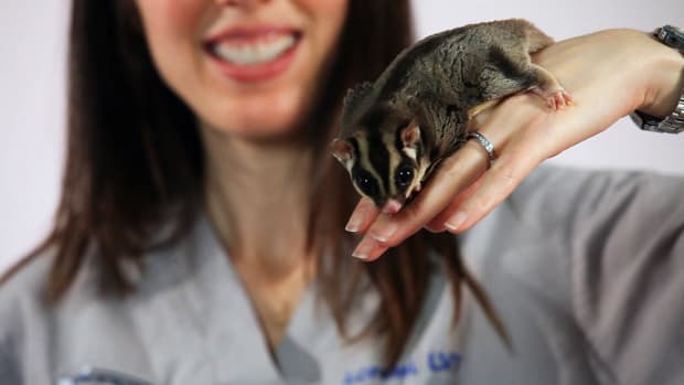 I. How to Pick a Healthy Sugar Glider Promo Image