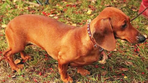 F. Pros & Cons of the Dachshund Breed Promo Image