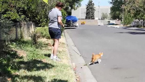 I. How to Teach a Cat to Walk on a Leash Promo Image