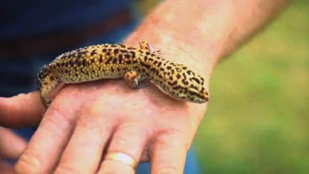 Z. Do Leopard Geckos Make Good Pets? Promo Image