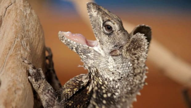 ZH. 5 Cool Facts about Frilled Dragons aka Frilled Lizards Promo Image