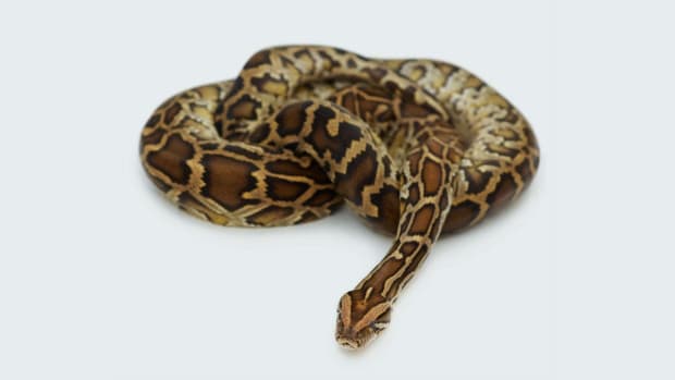 J. What Big Snakes Make Good Pets? Promo Image