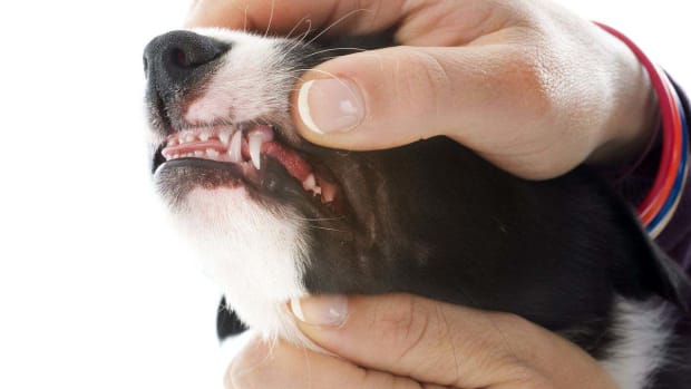 ZA. How to Help a Puppy Who's Teething Promo Image