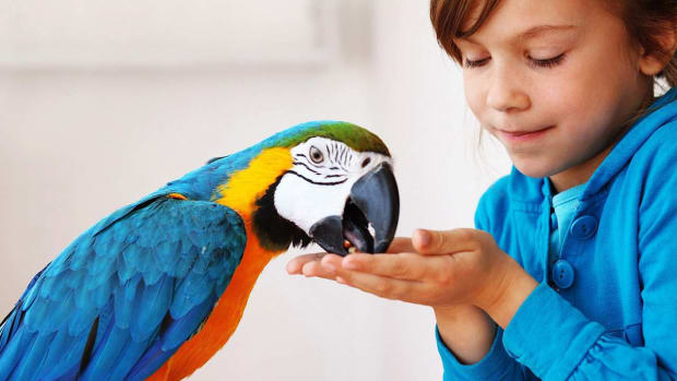 Y. How to Keep Your Pet Bird Safe Promo Image