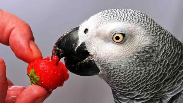 best song birds as pets best song birds as pets
