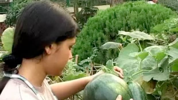 O. How to Grow Watermelon Promo Image