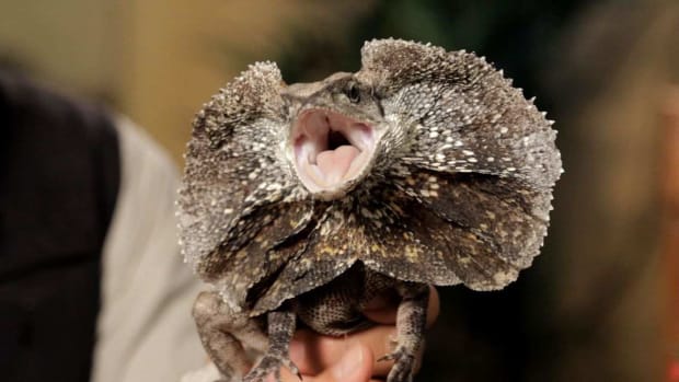 ZI. 3 Care Tips for Frilled Dragons aka Frilled Lizards Promo Image