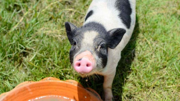 P. How Much Water Does a Potbellied Pig Need? Promo Image