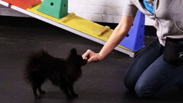 C. How to Teach a Pomeranian a Few Dog Tricks Promo Image