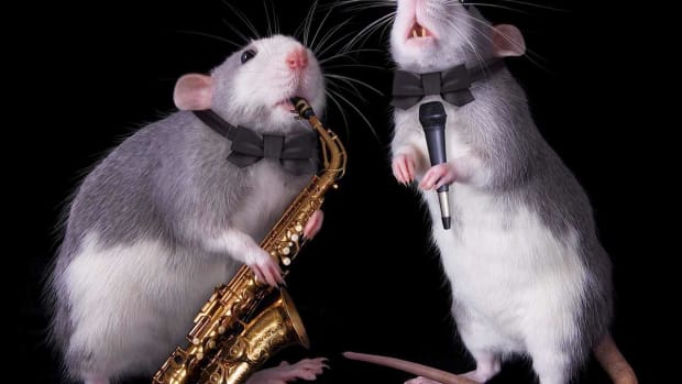 Q. How to Train a Pet Rat Promo Image