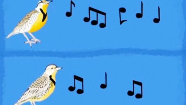 I. How to Identify Birds: The Meadowlark Promo Image