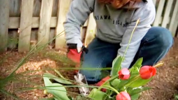 F. How to Grow Tulips Promo Image