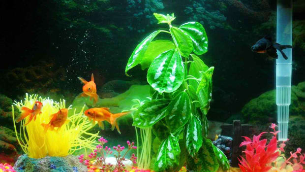 M. Does Your Fish Tank Need an Air Pump? Promo Image