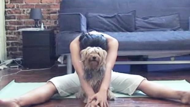 ZQ. How to Do Dog Yoga Promo Image
