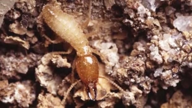 termites pests rid bugs identify howcast