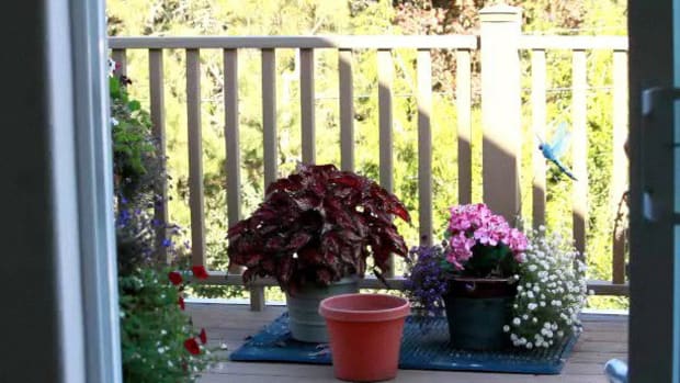 Y. How to Protect Outdoor Flower Pots in the Winter Promo Image