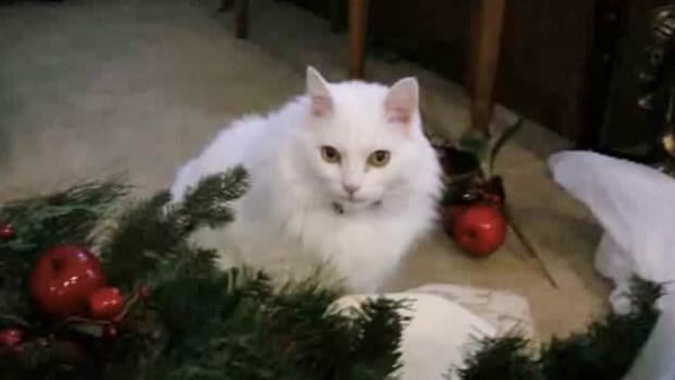 N. How to Keep Your Cat Safe around a Christmas Tree Promo Image