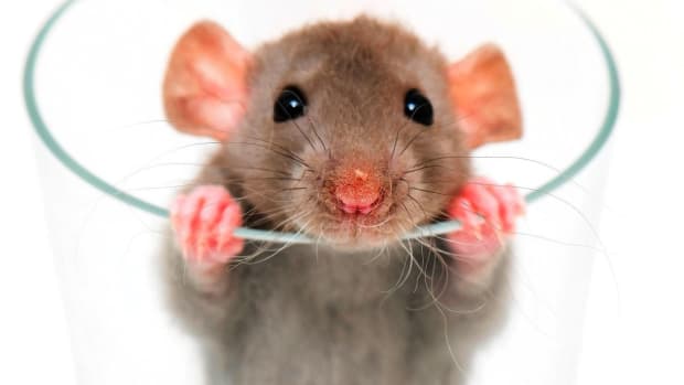 ZB. How to Fix a Pet Rat Behavior Problem Promo Image