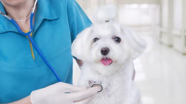 T. How to Handle Your Puppy's First Vet Visit Promo Image