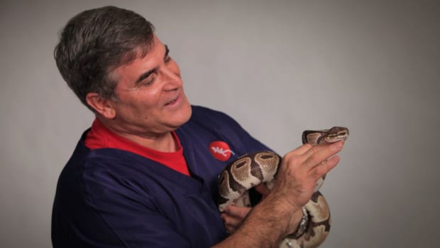 ZO. How to Own a Pet Snake with Dr. Mark F. Magazu Promo Image