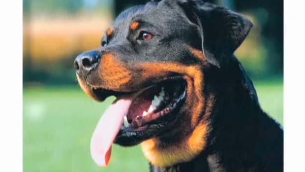 I. Pros & Cons of the Rottweiler Breed Promo Image